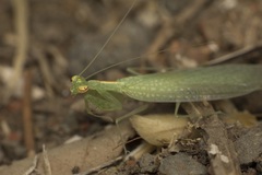 Tropidomantis