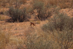 Raphicerus campestris steinhardti
