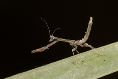 Toxoderopsis