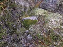 Racomitrium sudeticum
