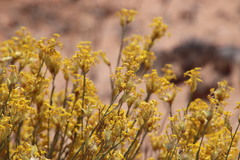 Lasiosiphon polycephalus