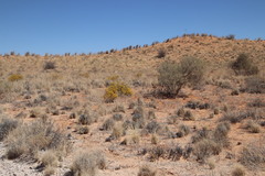 Lasiosiphon polycephalus