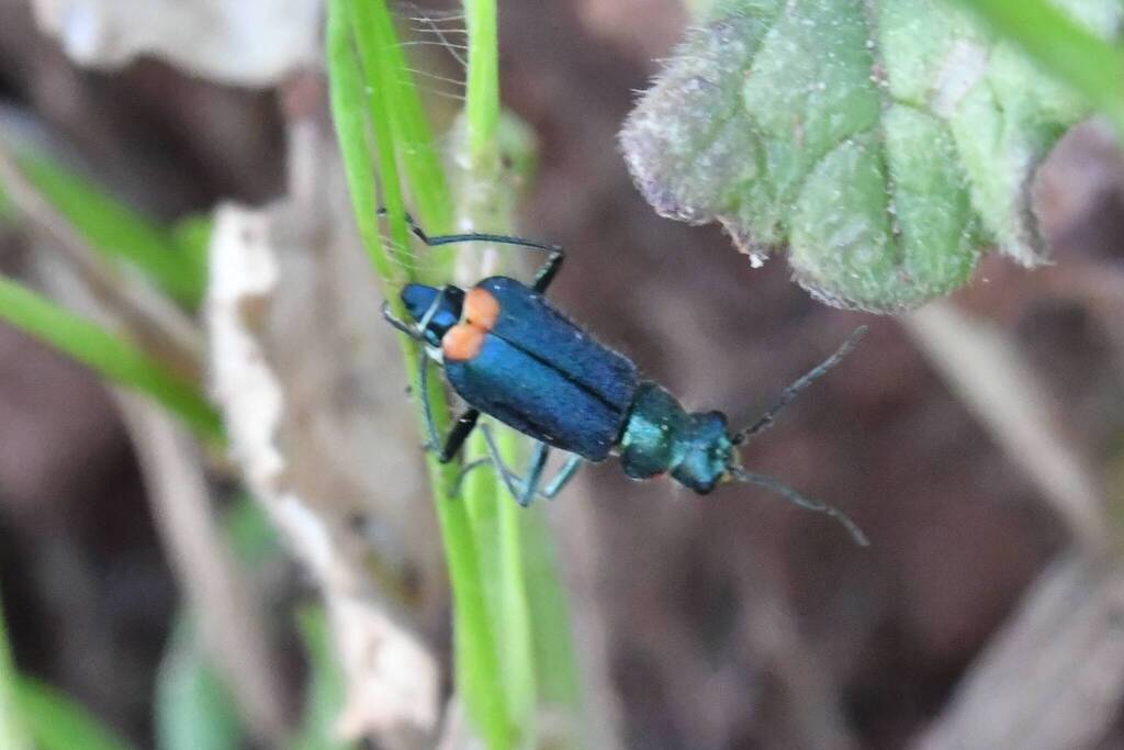 Malachius lusitanicus