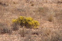 Lasiosiphon polycephalus