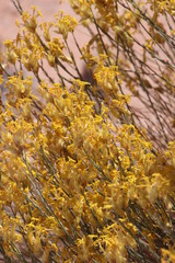 Lasiosiphon polycephalus