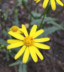 Senecio californicus