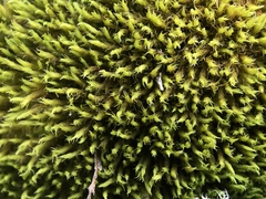 Racomitrium sudeticum
