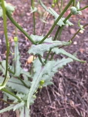 Senecio californicus
