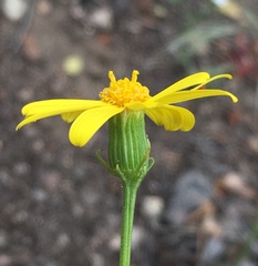 Senecio californicus