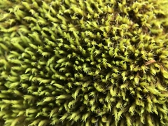 Racomitrium sudeticum