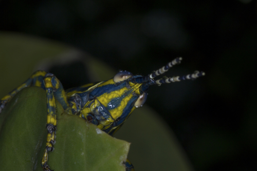 Painted Grasshopper