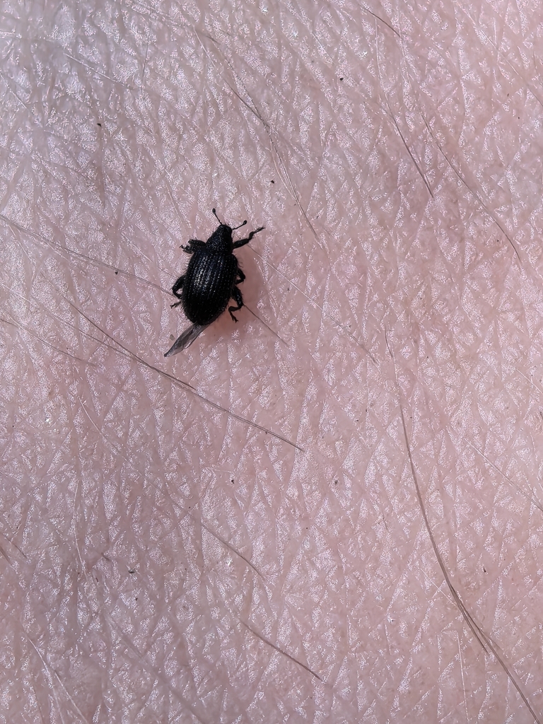 Orchestes quedenfeldtii