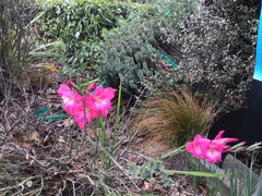 Gladiolus × hortulanus