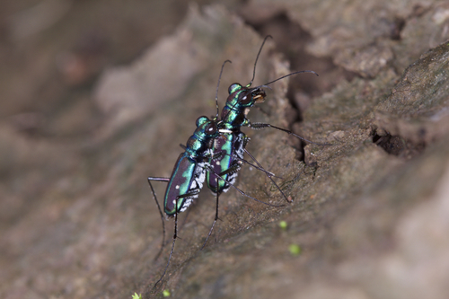 Purple-sided Tethys Tiger Beetle