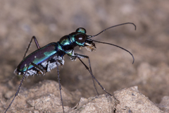 Jansenia azureocincta