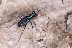 Jansenia azureocincta