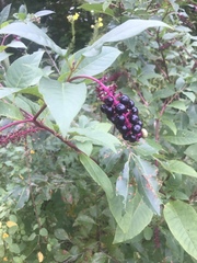 Phytolacca americana