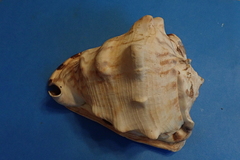 Cassis tuberosa