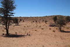 Lasiosiphon polycephalus