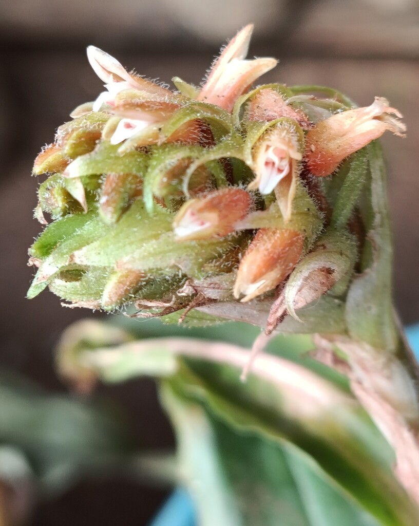 Platylepis densiflora