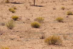 Lasiosiphon polycephalus