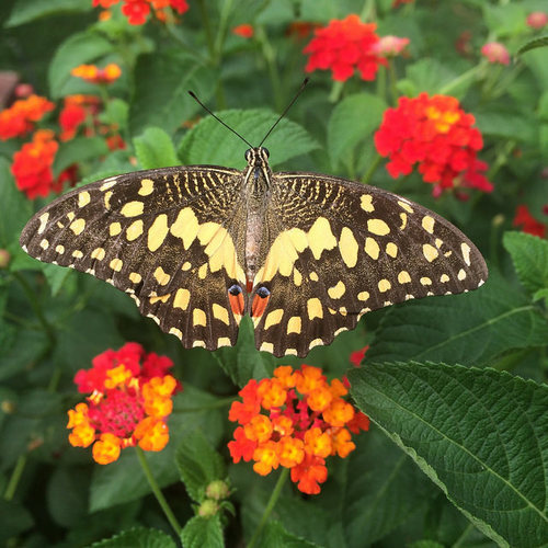 Lime Swallowtail