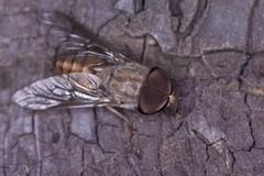 Tabanidae