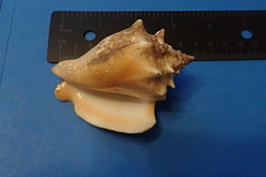 Strombus pugilis