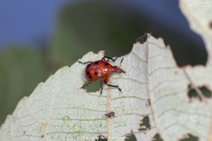 Henicolabus octomaculatus