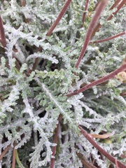 Chaenactis santolinoides