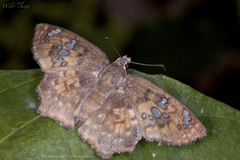 Caprona ransonnettii
