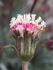 Chaenactis santolinoides