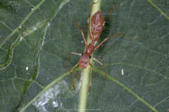 Myrmaplata plataleoides