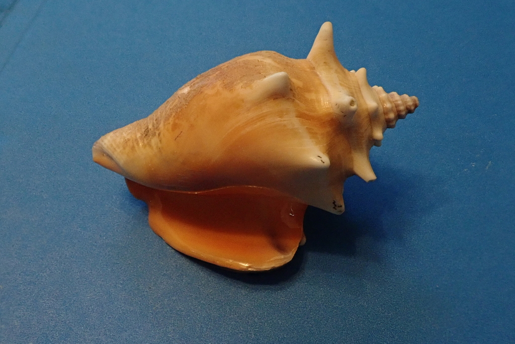Photo of Rooster-tail Conch (Strombus pugilis)