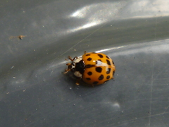 Harmonia axyridis