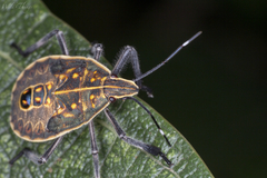 Erthesina acuminata