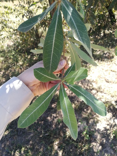 silver terminalia