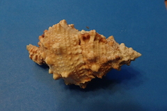 Tutufa rubeta