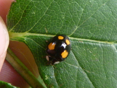 Harmonia axyridis