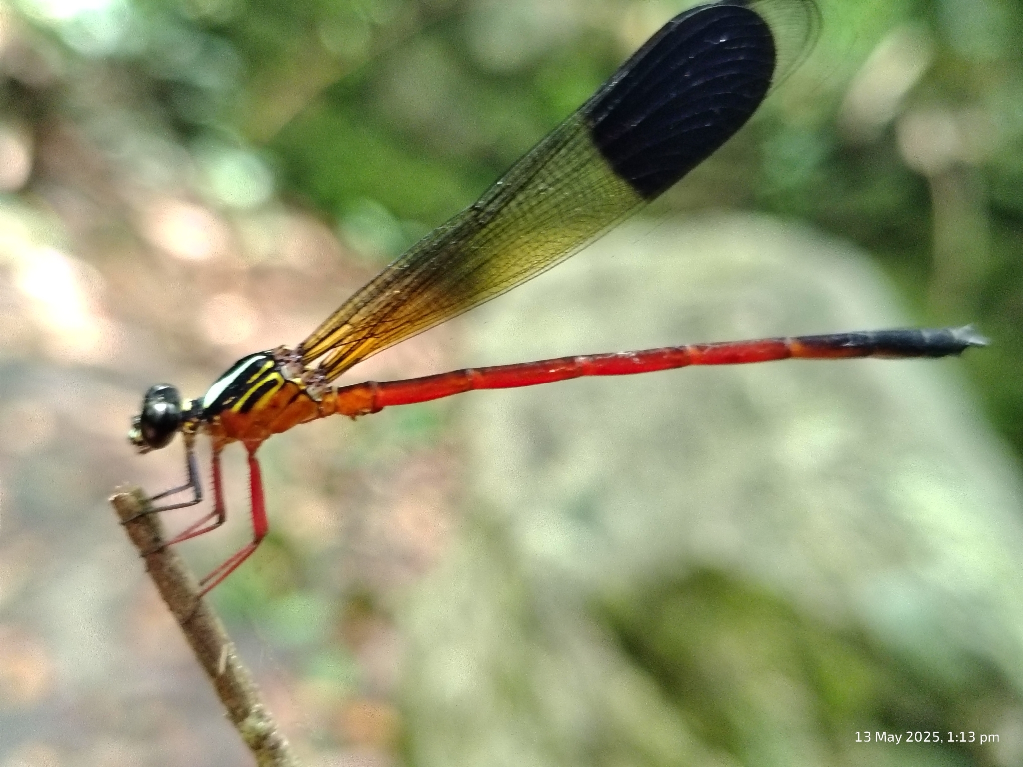 Malabar Satinwing