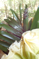 Monochamus tridentatus