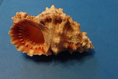 Tutufa rubeta