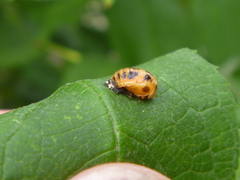 Harmonia axyridis
