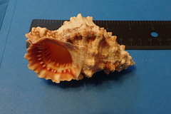 Tutufa rubeta