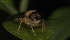 Pangoniinae