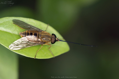Pangoniinae