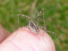 Opilio saxatilis