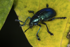 Platycorynus peregrinus