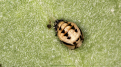 Coccinellidae