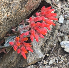 Dudleya cymosa pumila